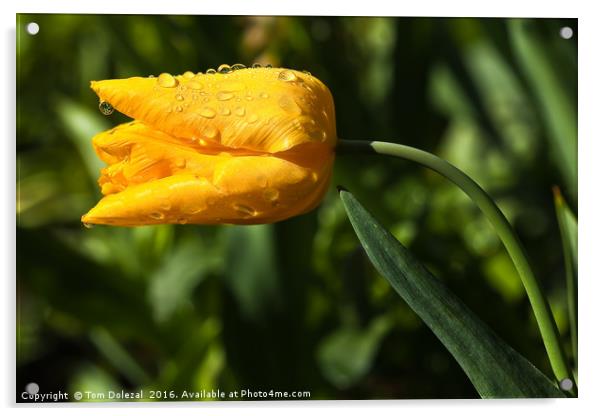 Tulip with rain drops Acrylic by Tom Dolezal
