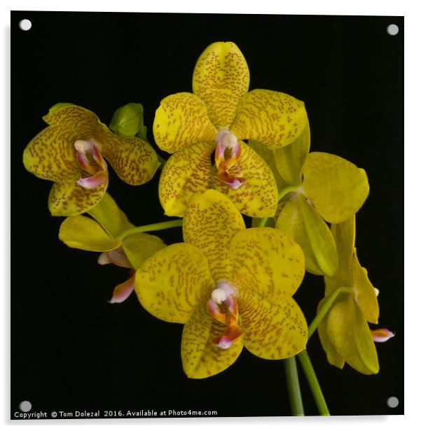 Yellow phalaenopsis orchid Acrylic by Tom Dolezal