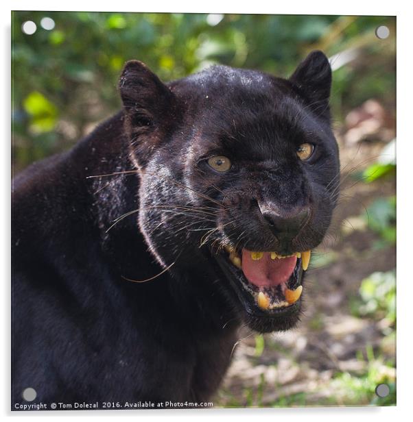 Black panther snarl Acrylic by Tom Dolezal