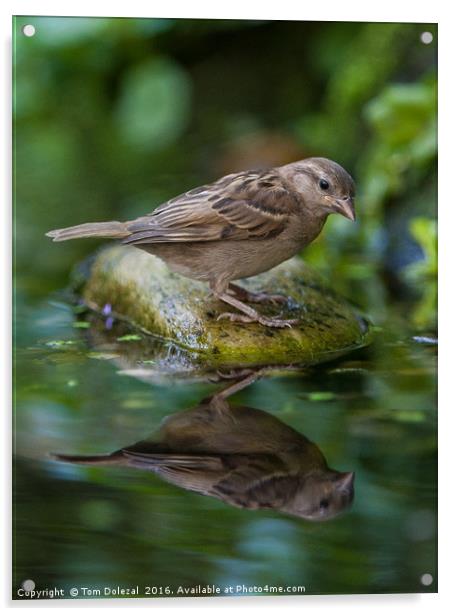Sparrow reflection Acrylic by Tom Dolezal