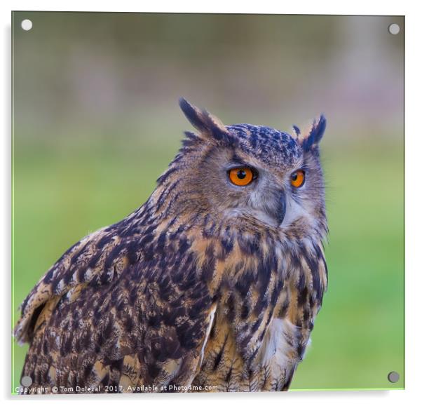 Posing Eagle owl  II Acrylic by Tom Dolezal