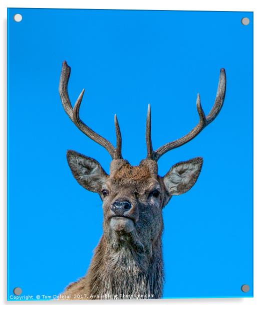 HIghland Red Stag portrait Acrylic by Tom Dolezal