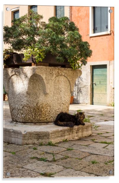 Venice cat Acrylic by Jeanette Teare