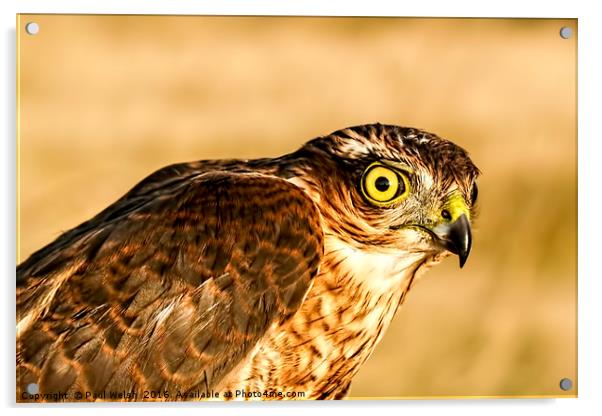 Sparrowhawk Portrait Acrylic by Paul Welsh