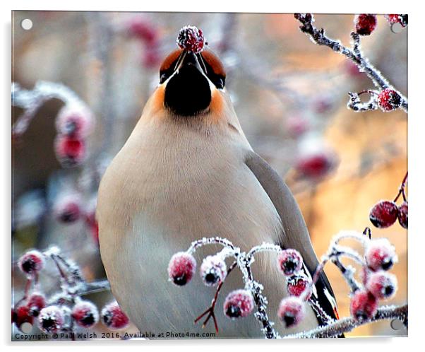 Waxwing Eating Snow Covered Hawthorn Berries Acrylic by Paul Welsh