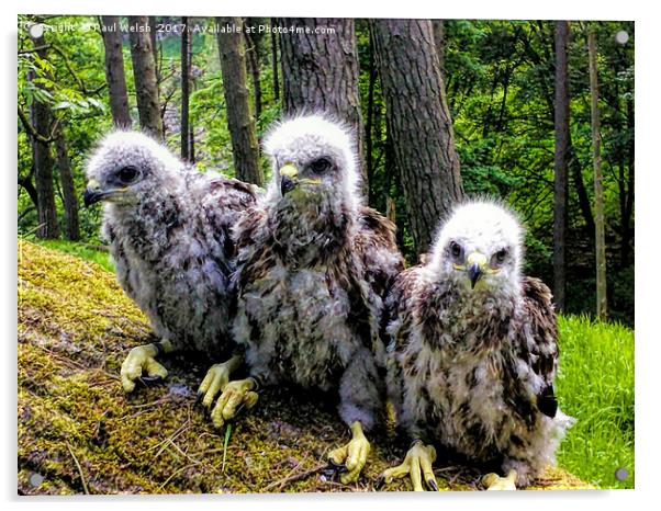 Three Common Buzzard Chicks Acrylic by Paul Welsh