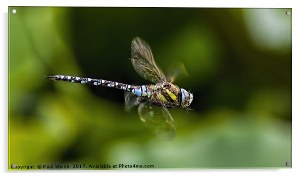 Male Southern Hawker Dragonfly Acrylic by Paul Welsh