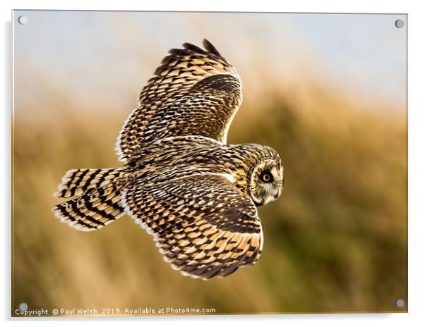 Short Eared Owl Acrylic by Paul Welsh