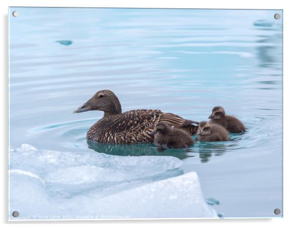 An Eider Duck with her ducklings Acrylic by JUDI LION