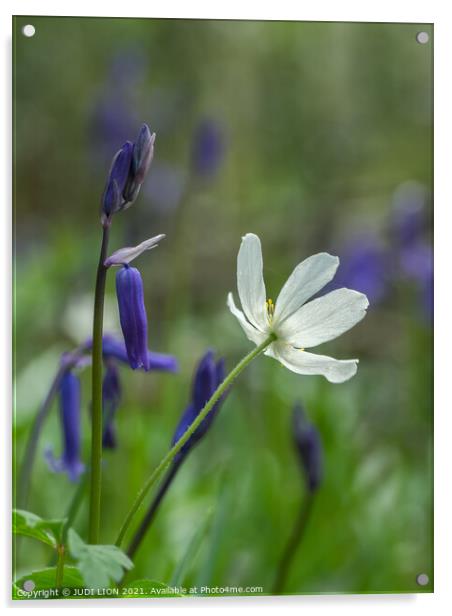 Bluebells and Wood Anemone Acrylic by JUDI LION