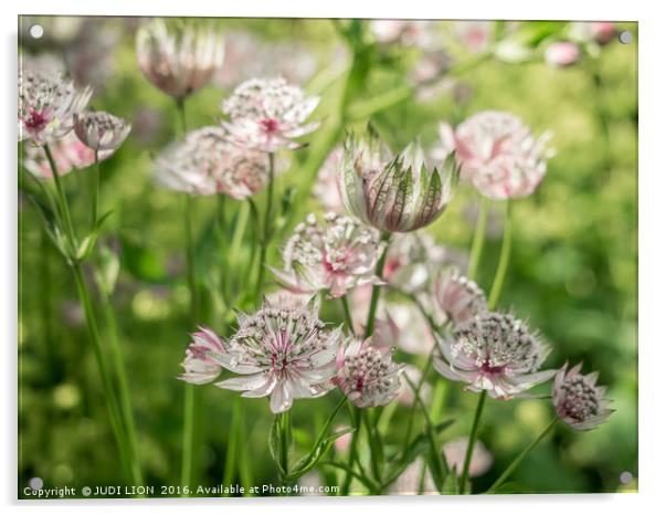 Pink and White Astrantia Acrylic by JUDI LION