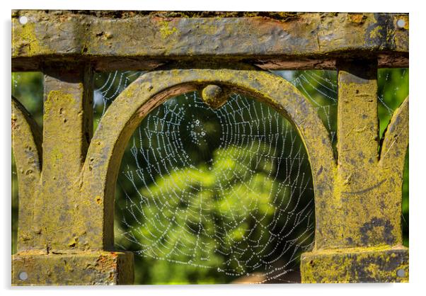 Dew glistening cobweb on gate Acrylic by Steve Heap
