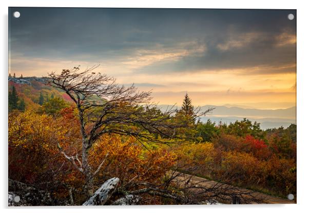Windswept tree in front of red leaves Dolly Sods Acrylic by Steve Heap