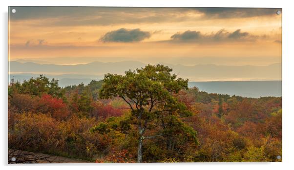 Windswept tree in front of red leaves Dolly Sods Acrylic by Steve Heap