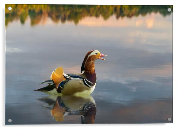 Mandarin duck floats on Ellesmere Mere to a clear reflection of  Acrylic by Steve Heap