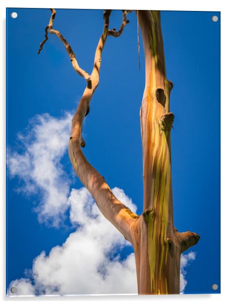Branches of rainbow eucalyptus trees in Keahua Arboretum Acrylic by Steve Heap