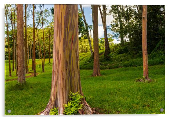 Group of rainbow eucalyptus trees in Keahua Arboretum Acrylic by Steve Heap