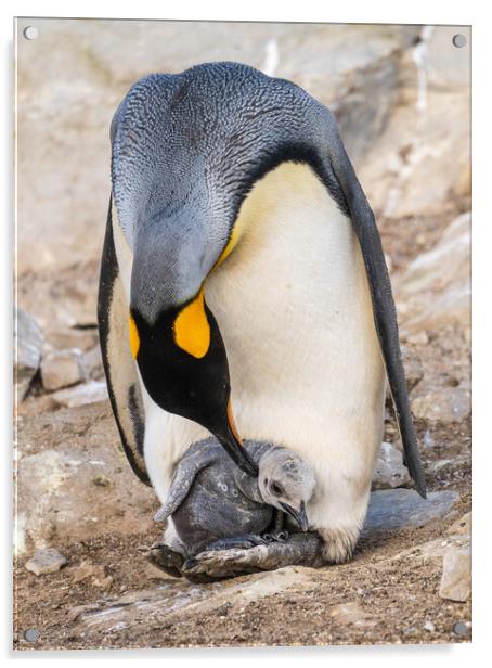 Small chick hiding in the feathers of a King Penguin at Bluff Co Acrylic by Steve Heap