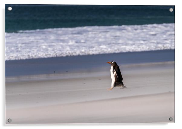 Single Gentoo penguin on Falklands walking to ocean Acrylic by Steve Heap