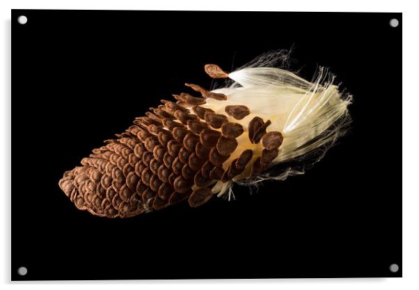 Macro photo of swamp milkweed seed pod Acrylic by Steve Heap