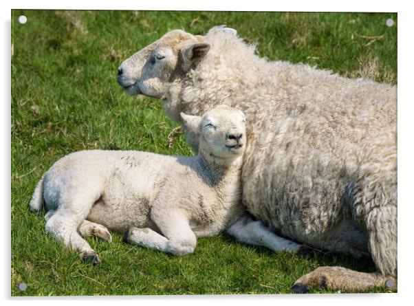 Single new born lamb with ewe relaxed on grass Acrylic by Steve Heap