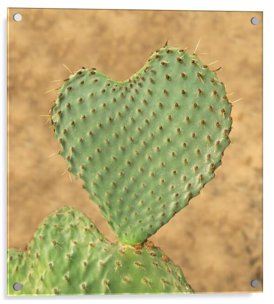 Heart shaped cactus called Prickly Pear Acrylic by Steve Heap