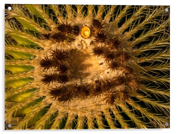 Close up of flowers in cactus plant Acrylic by Steve Heap