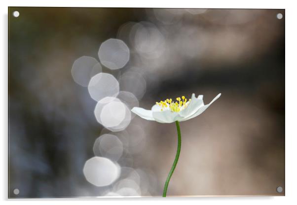 Single Wood Anemone   Acrylic by Jackie Davies