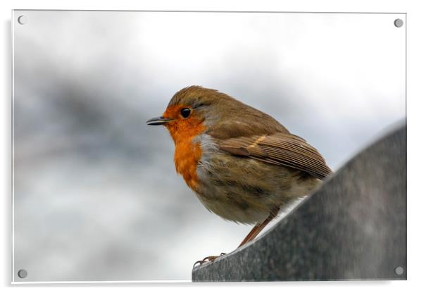 Robin Red Breast Acrylic by Jackie Davies