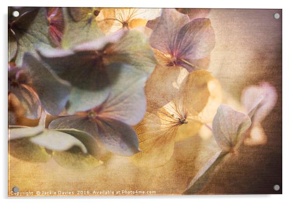 Fading Hydrangea  Acrylic by Jackie Davies