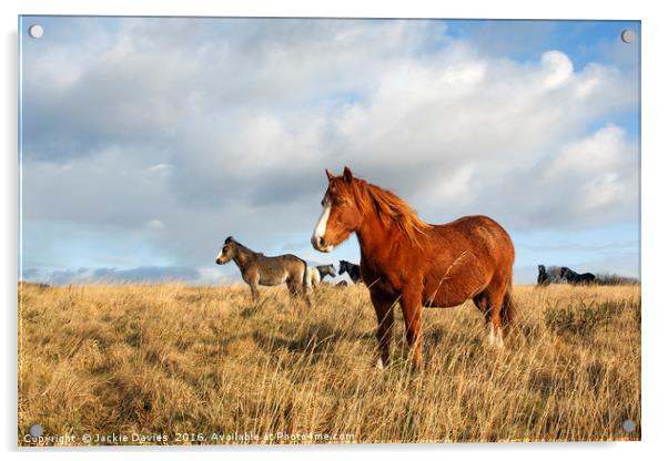 Wild Welsh Ponies Acrylic by Jackie Davies