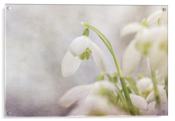 Soft Snowdrops  Acrylic by Jackie Davies