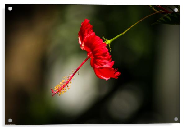 Red Hibiscus Acrylic by Indranil Bhattacharjee
