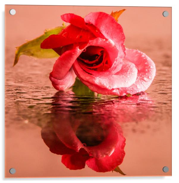A wet rose Acrylic by Indranil Bhattacharjee