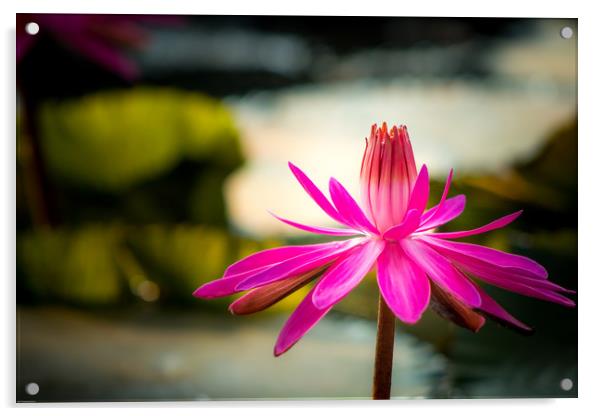 The Pink Water Lily Acrylic by Indranil Bhattacharjee