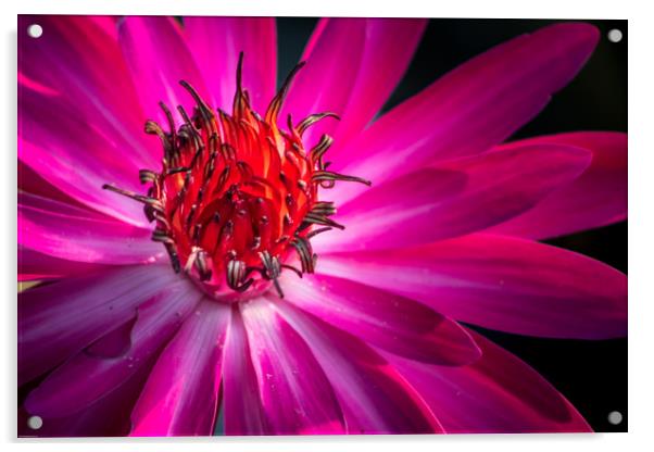 The Pink Water Lily Acrylic by Indranil Bhattacharjee