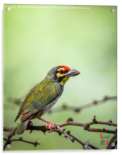 Coppersmith Barbet Acrylic by Indranil Bhattacharjee