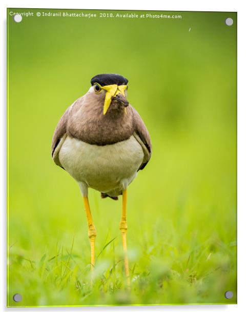 Yellow wattled lapwing Acrylic by Indranil Bhattacharjee