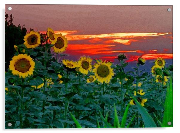 Sunflower Sunset Acrylic by Peter Balfour