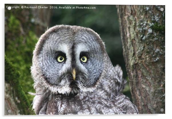 Great grey owl Acrylic by Raymond Charter