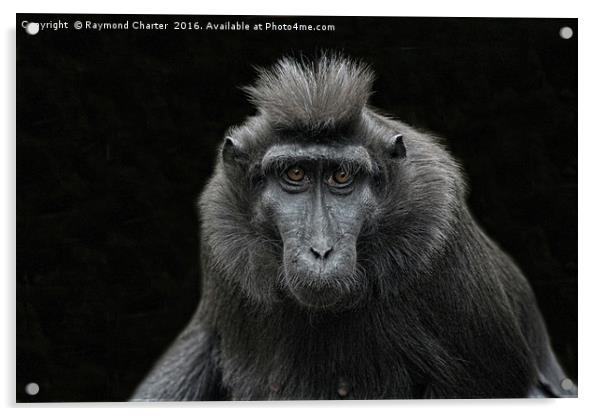 Black Sulawesi Macaques. Acrylic by Raymond Charter