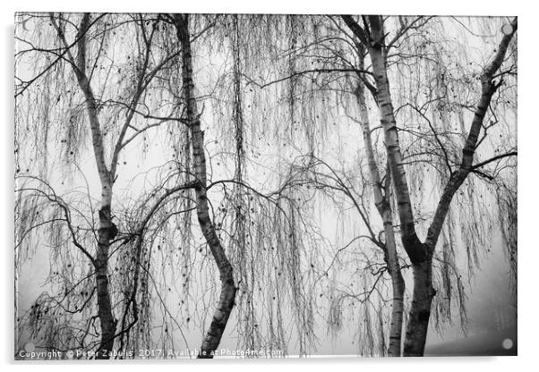 Shrouded in Fog Acrylic by Peter Zabulis