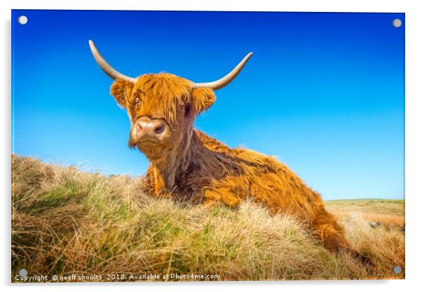 Highland Cow Acrylic by geoff shoults