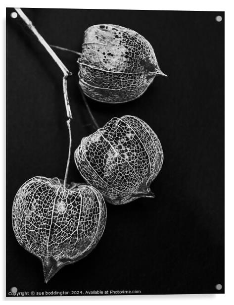 Chinese Lanterns Acrylic by sue boddington