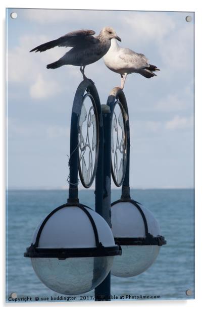 Seagulls Acrylic by sue boddington