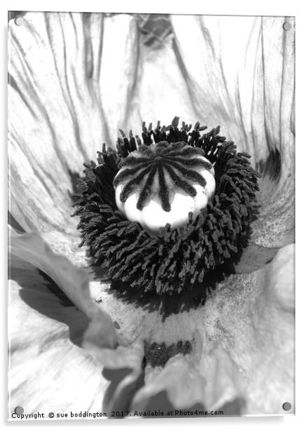 Black and white poppy Acrylic by sue boddington