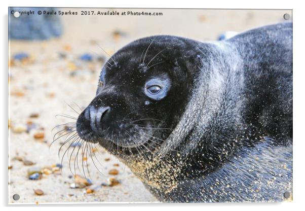 Black seal pup Acrylic by Paula Sparkes