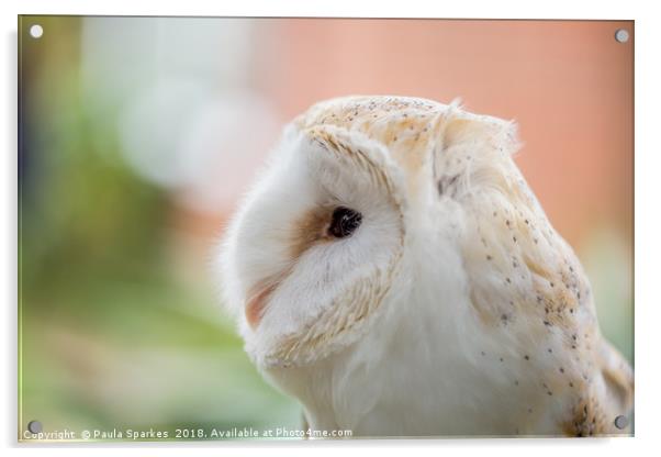 British Barn Owl Acrylic by Paula Sparkes