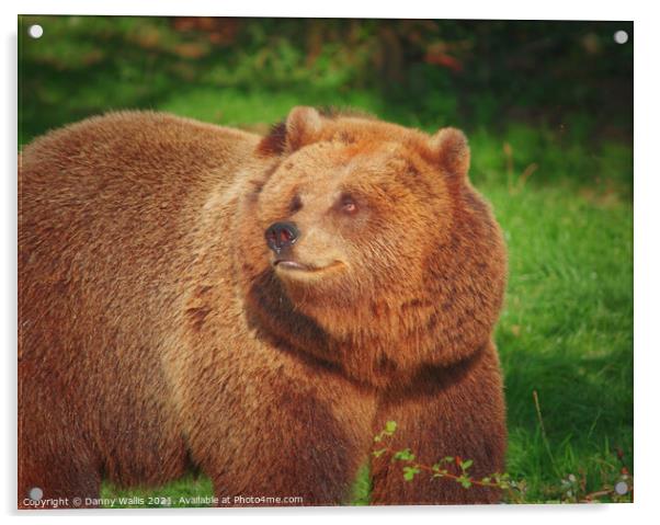 Smiling Brown Bear  Acrylic by Danny Wallis