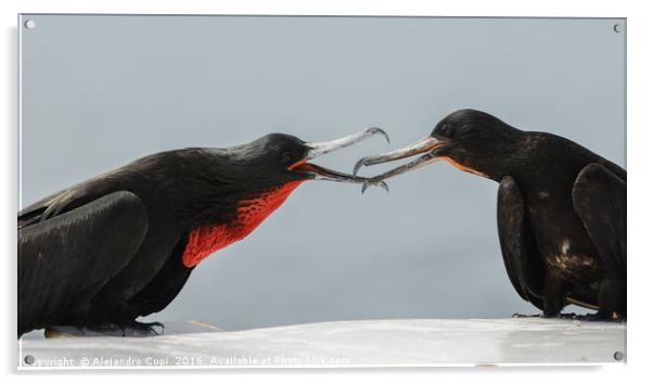 Galapagos Birds Acrylic by Alejandro Cupi